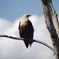 Bielik afrykański - Haliaeetus vocifer - African Fish Eagle