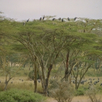 Marabut afrykański - Leptoptilos crumenifer - Marabou