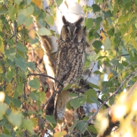 Uszatka - Asio otus - Long-eared Owl