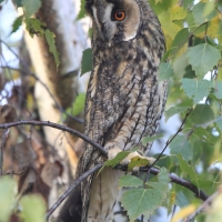 Uszatka - Asio otus - Long-eared Owl
