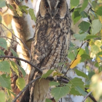 Uszatka - Asio otus - Long-eared Owl