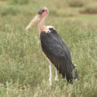 Marabut afrykański - Leptoptilos crumenifer - Marabou