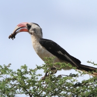 Toko czarnoskrzydły - Tockus deckeni - Von der Decken's Hornbill