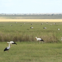 Bocian biały - Ciconia ciconia - White Stork