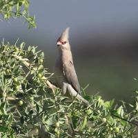 Czepiga długosterna - Urocolius macrourus - Blue-naped Mousebird