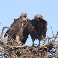 Sęp uszaty - Torgos tracheliotos - Lappet-faced Vulture
