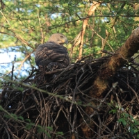 Wojownik wspaniały - Stephanoaetus coronatus - Crowned Eagle