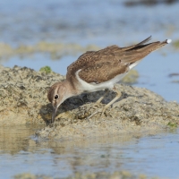 Brodziec piskliwy - Actitis hypoleucos - Common Sandpiper
