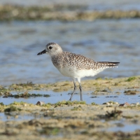 Siewnica - Pluvialis squatarola - Grey Plover