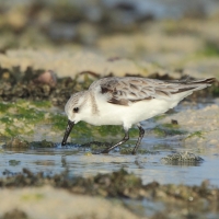 Piaskowiec - Calidris alba - Sanderling