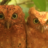 Syczek brunatny - Otus ireneae - Sokoke Scops Owl
