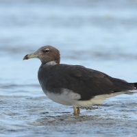 Mewa przydymiona - Ichthyaetus hemprichii - Sooty Gull