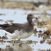 Mewa przydymiona - Ichthyaetus hemprichii - Sooty Gull