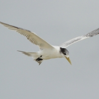 Rybitwa złotodzioba - Thalasseus bergii - Greater Crested Tern