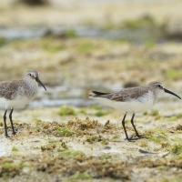 Biegus krzywodzioby - Calidris ferruginea - Curlew Sandpiper