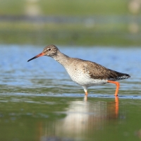 Krwawodziób - Tringa totanus - Common Redshank
