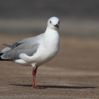 Mewa przylądkowa - Chroicocephalus hartlaubii - Hartlaub's Gull