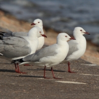 Mewa przylądkowa - Chroicocephalus hartlaubii - Hartlaub's Gull