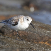 Piaskowiec - Calidris alba - Sanderling