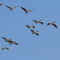 Pelikan różowy - Pelecanus onocrotalus - Great White Pelican