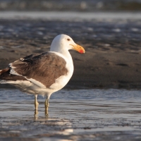 Mewa południowa - Larus dominicanus - Kelp Gull