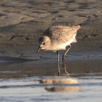 Siewnica - Pluvialis squatarola - Grey Plover