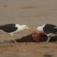 Mewa południowa - Larus dominicanus - Kelp Gull