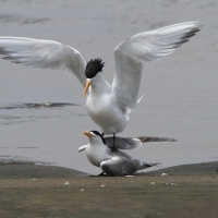 Rybitwa złotodzioba - Thalasseus bergii - Greater Crested Tern
