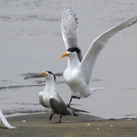 Rybitwa złotodzioba - Thalasseus bergii - Greater Crested Tern