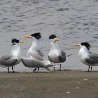 Rybitwa złotodzioba - Thalasseus bergii - Greater Crested Tern