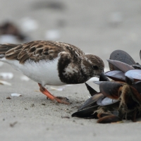 Kamusznik - Arenaria interpres - Ruddy Turnstone