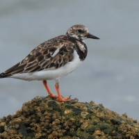 Kamusznik - Arenaria interpres - Ruddy Turnstone