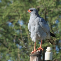 Jastrzębiak jasny - Melierax canorus - Pale Chanting Goshawk
