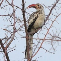 Toko namibijski - Tockus damarensis - Damara Hornbill