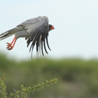 Jastrzębiak jasny - Melierax canorus - Pale Chanting Goshawk