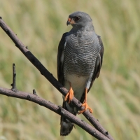 Krogulec szary - Accipiter ovampensis - Ovambo Sparrowhawk