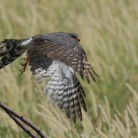 Krogulec szary - Accipiter ovampensis - Ovambo Sparrowhawk