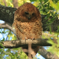 Rybiarka duża - Scotopelia peli - Pel's Fishing Owl