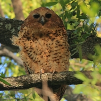Rybiarka duża - Scotopelia peli - Pel's Fishing Owl