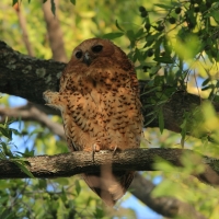 Rybiarka duża - Scotopelia peli - Pel's Fishing Owl