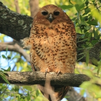 Rybiarka duża - Scotopelia peli - Pel's Fishing Owl