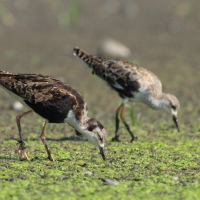 Batalion - Calidris pugnax - Ruff