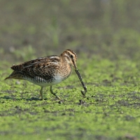 Kszyk - Gallinago gallinago - Common Snipe