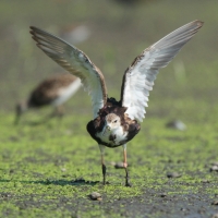 Batalion - Calidris pugnax - Ruff
