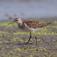 Łęczak - Tringa glareola - Wood Sandpiper