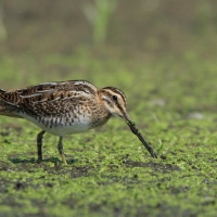 Kszyk - Gallinago gallinago - Common Snipe