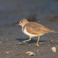 Brodziec piskliwy - Actitis hypoleucos - Common Sandpiper