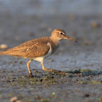 Brodziec piskliwy - Actitis hypoleucos - Common Sandpiper