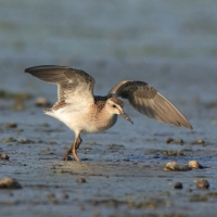 Łęczak - Tringa glareola - Wood Sandpiper