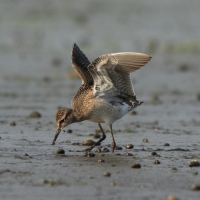 Łęczak - Tringa glareola - Wood Sandpiper